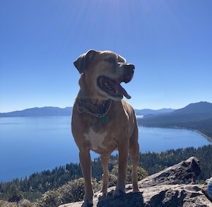 King Leonidas
